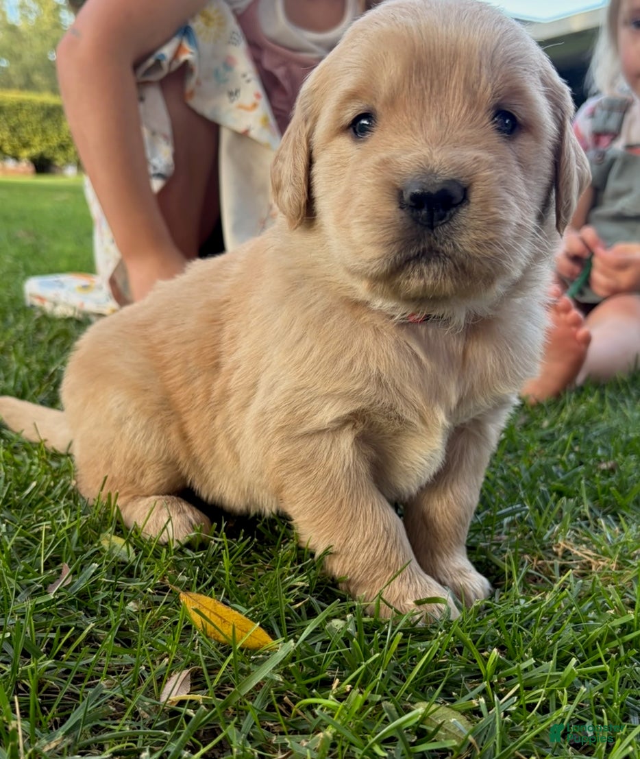 Golden Retriever dogs for sale: Black Boy Ranger - Ad 1