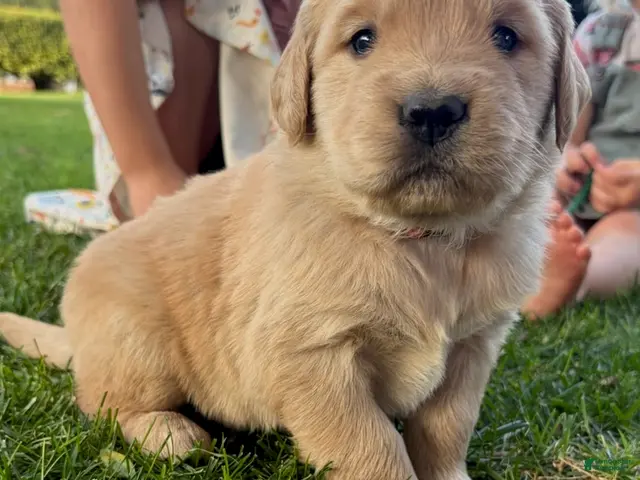 Golden Retriever dogs for sale: Black Boy Ranger - Ad 1
