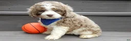 Cockapoo dogs for sale: Royal - Ad 8