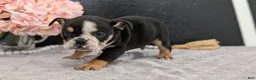 English Bulldog dogs for sale: Ziggy - Ad 7