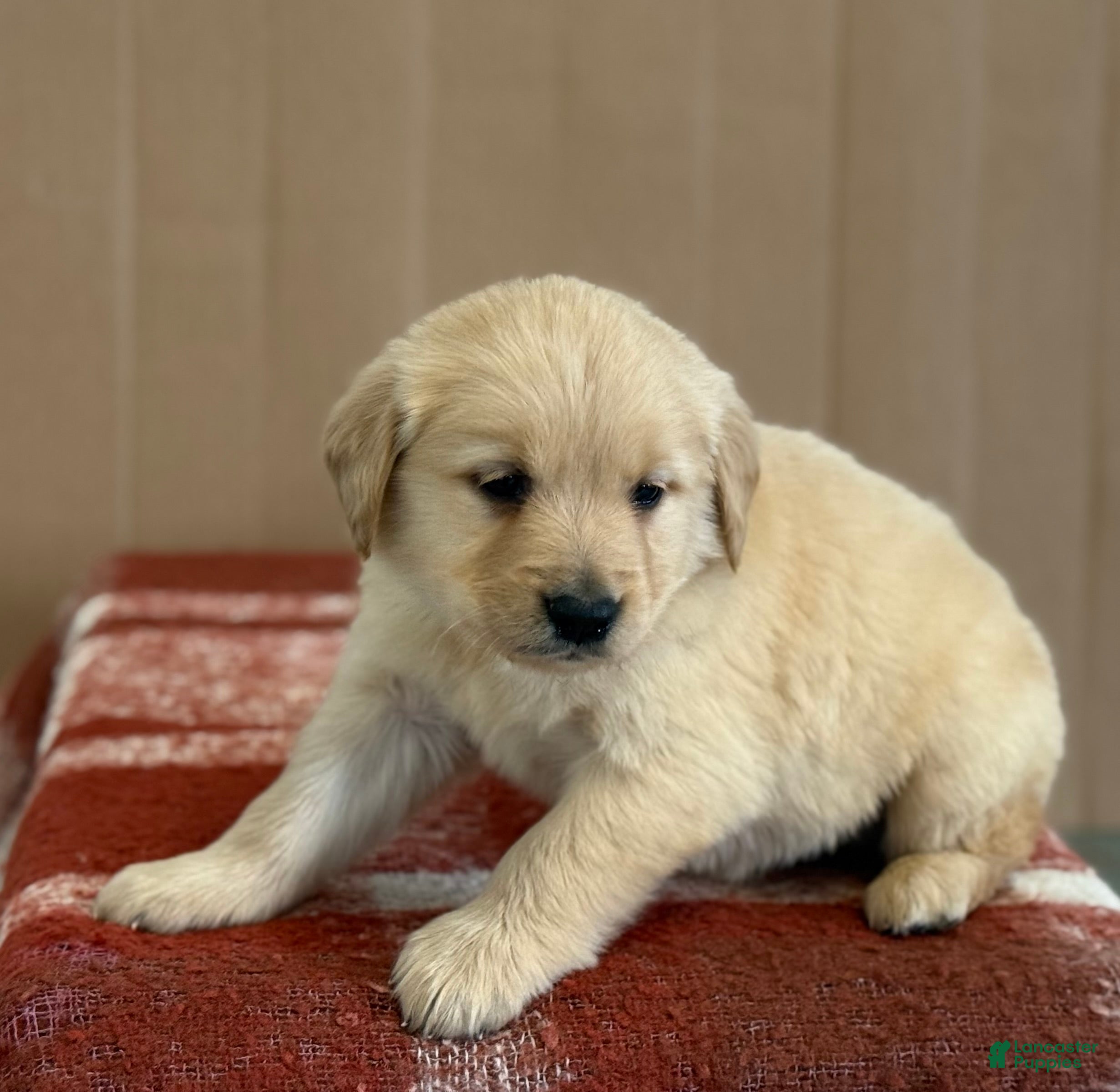 Golden Retriever dogs Timmy - Ad 2