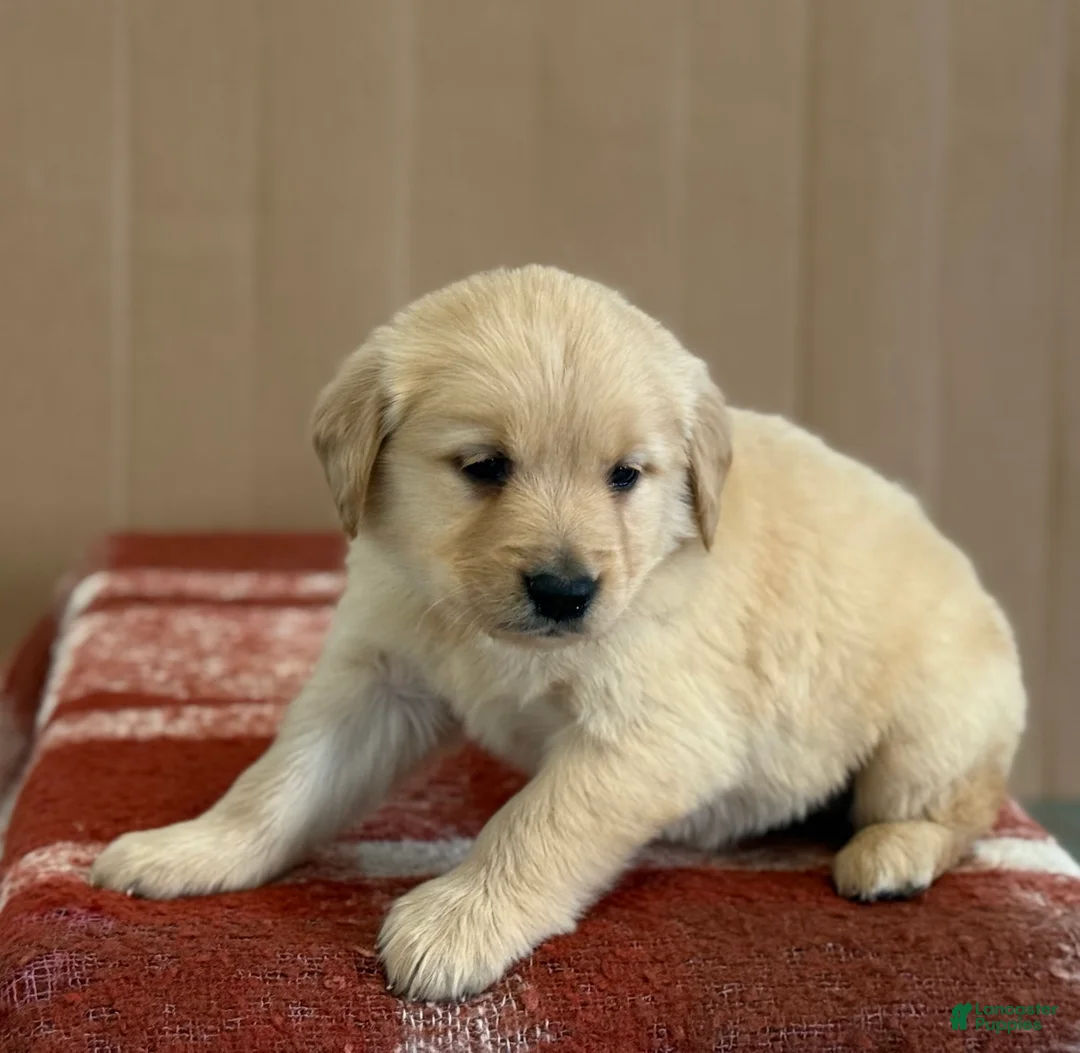 Golden Retriever dogs for sale: Timmy - Ad 2