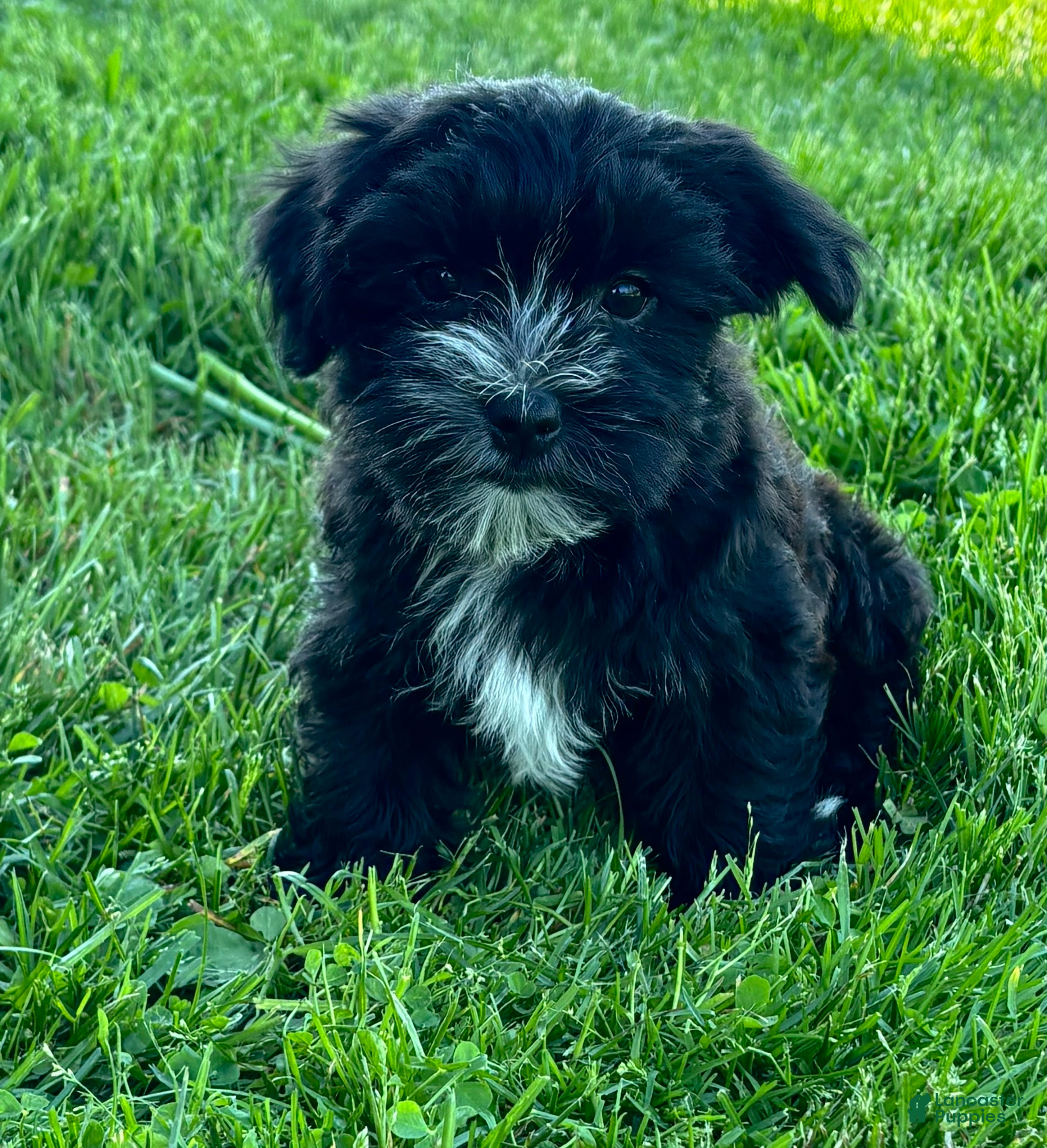 Morkie dogs J.R. - Ad 1