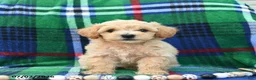 Bichpoo dogs for sale: Happy   - Ad 5