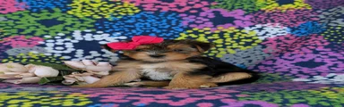 Midge Hypoallergenic