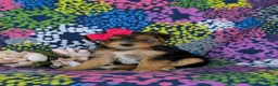 Shorkie dogs for sale: Midge Hypoallergenic - Ad 1