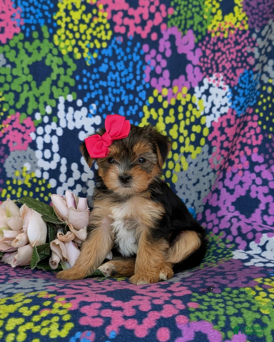 Shorkie dogs for sale: Midge Hypoallergenic - Ad 1