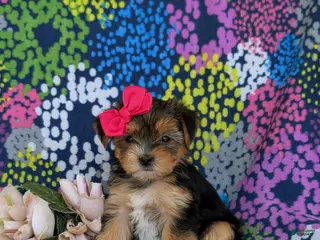 Shorkie dogs for sale: Midge Hypoallergenic - Ad 2