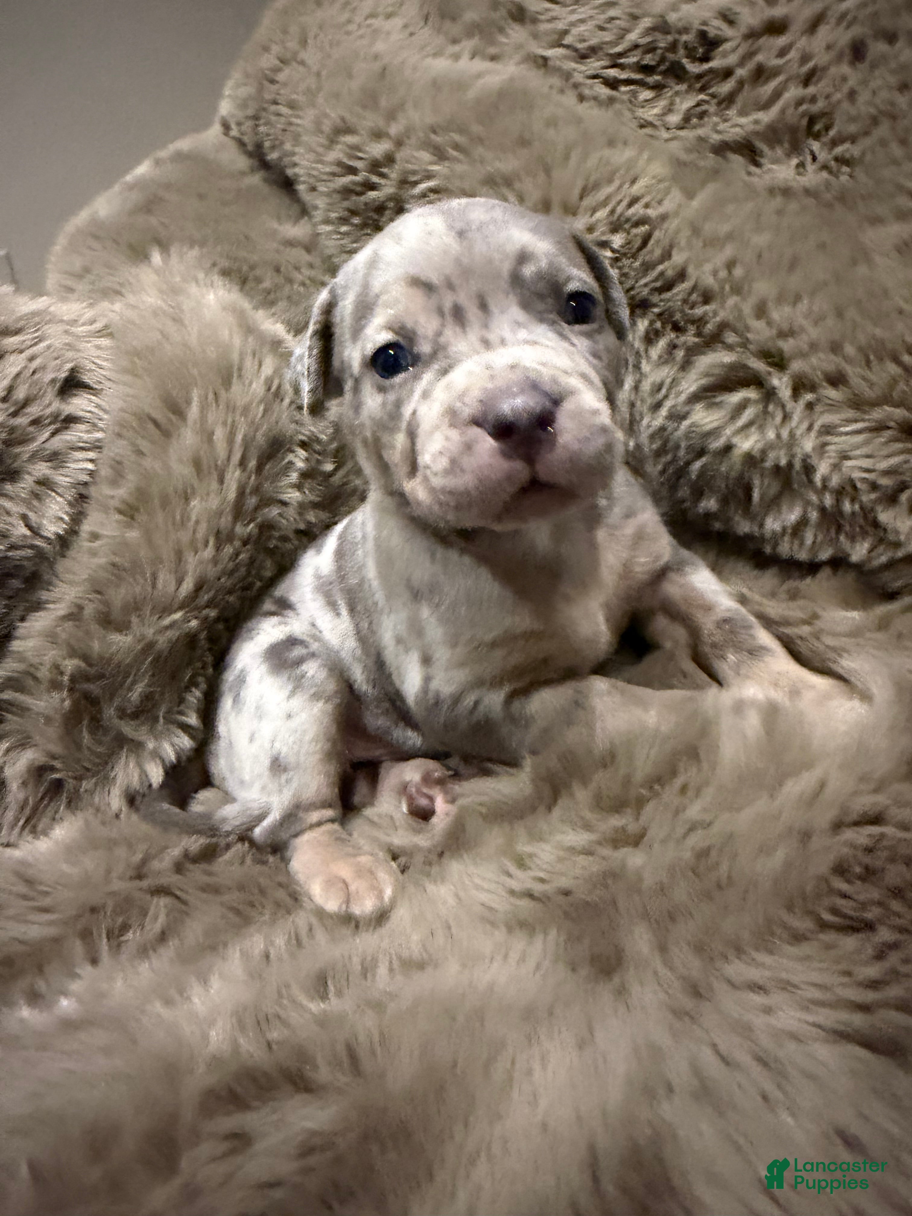 American Bully dogs Junior - Ad 1