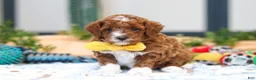 Cavapoo dogs for sale: Austin - Ad 9