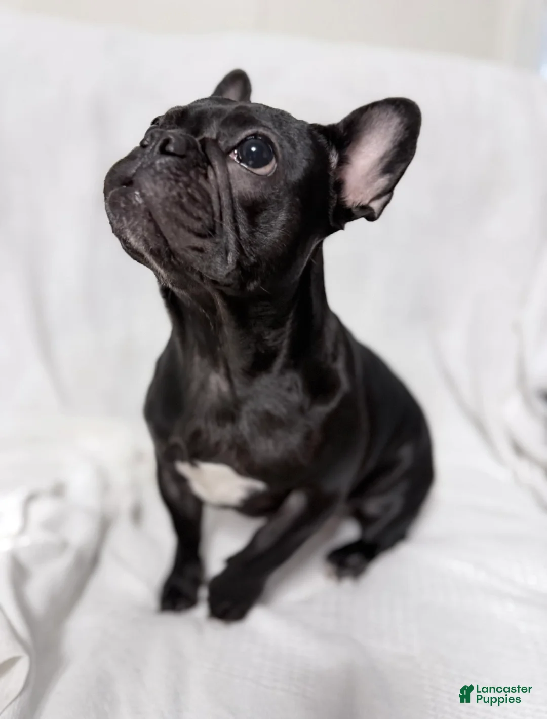 French Bulldog dogs for sale: Coco - Ad 14