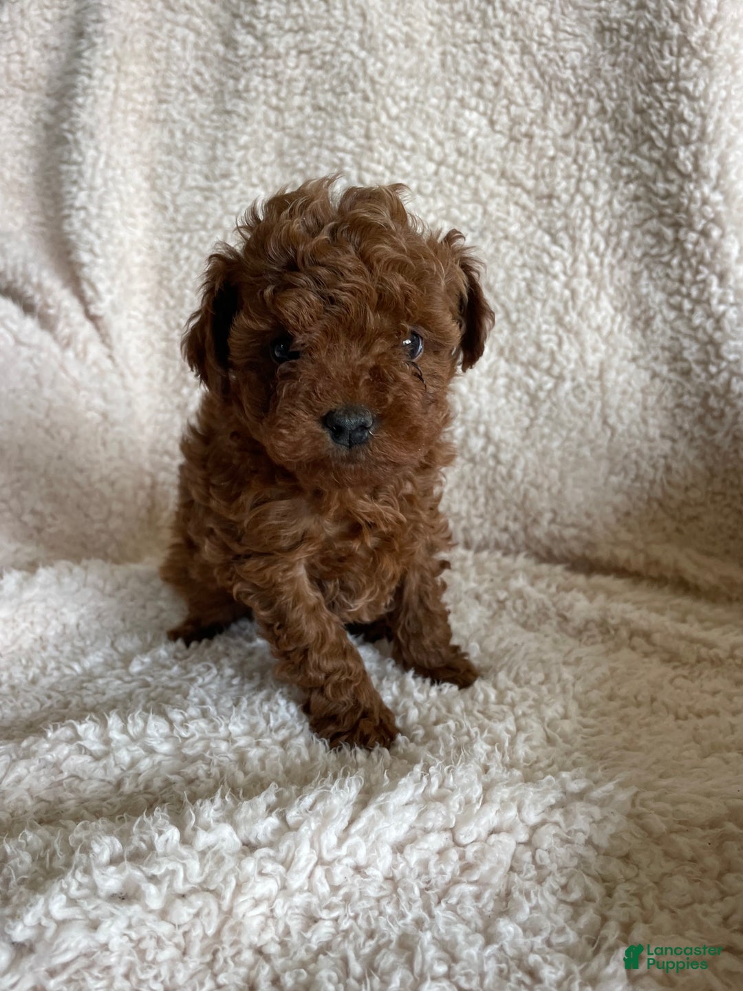 Toy Poodle dogs for sale: Nugget - Ad 4