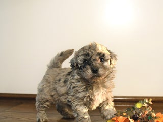 Mini Goldendoodle dogs - Ad 38