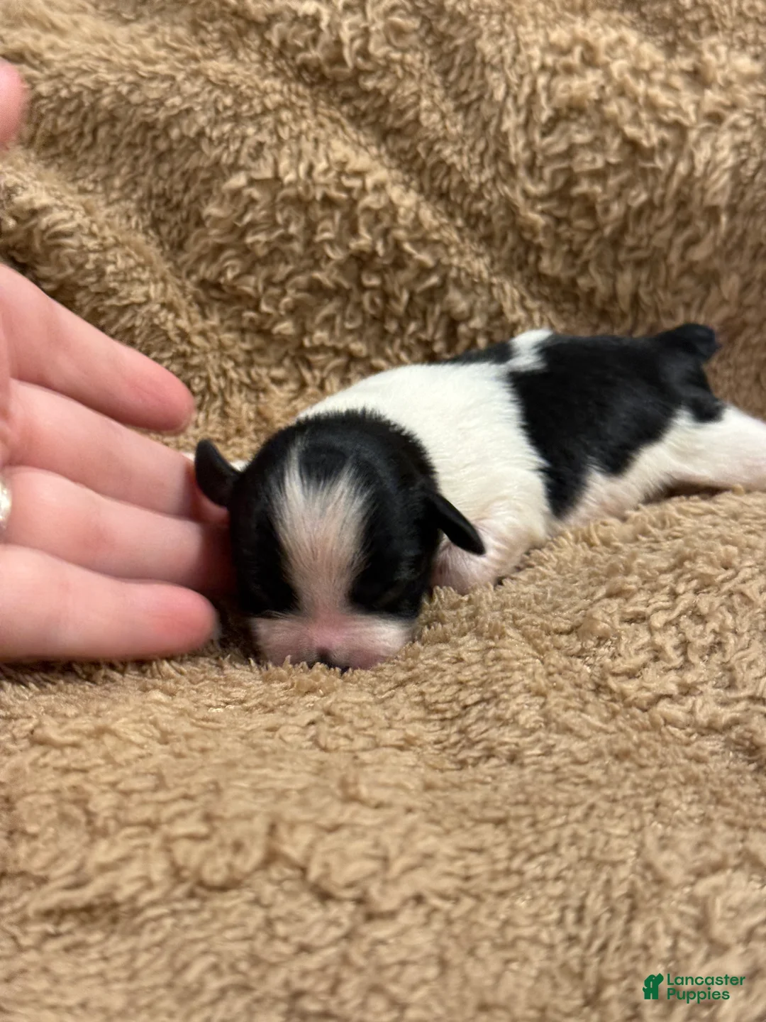 Miniature Schnauzer dogs for sale: Coon - Ad 1