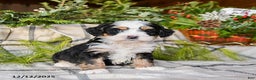 Mini Bernedoodle dogs for sale: Marilla - Ad 2