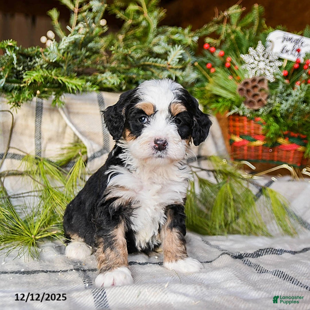 Mini Bernedoodle dogs for sale: Marilla - Ad 2