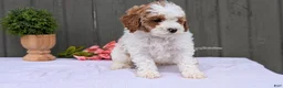 Miniature Poodle dogs for sale: Axel - Ad 8
