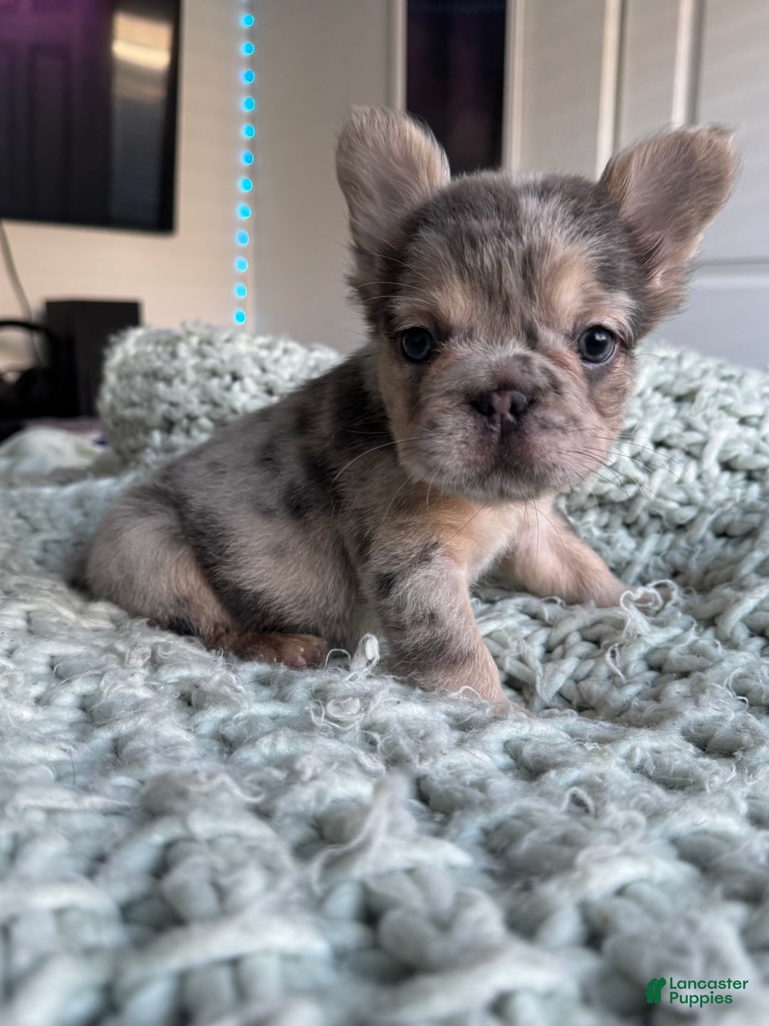 French Bulldog dogs for sale: Lilac tan fluffy french bulldog  - Ad 21