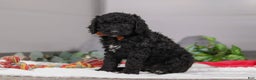 Standard Poodle dogs for sale: Izzy - Ad 4