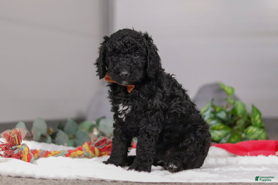 Standard Poodle dogs for sale: Izzy - Ad 4