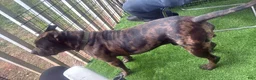 American Bully dogs for stud: Black Seal Merle - Ad 1