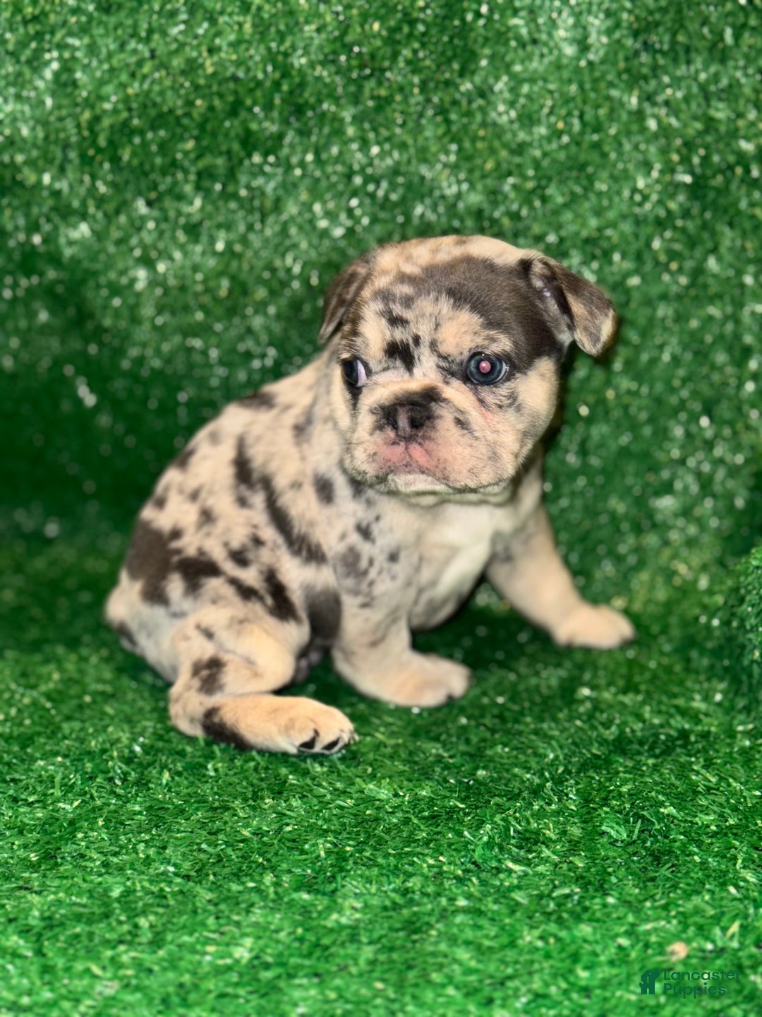 French Bulldog dogs for sale: French Bulldog Puppy 2 - Ad 7