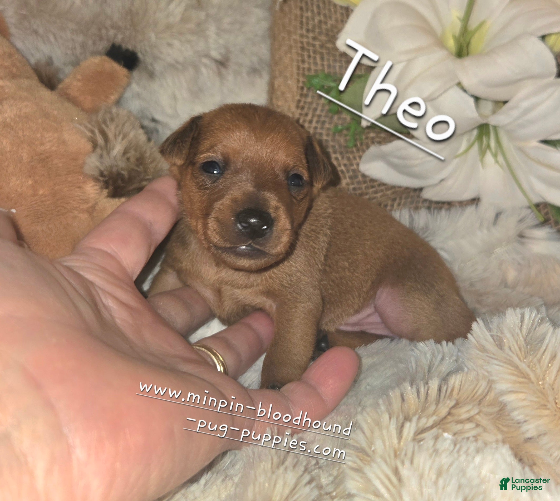Miniature Pinscher dogs Theo - Ad 1