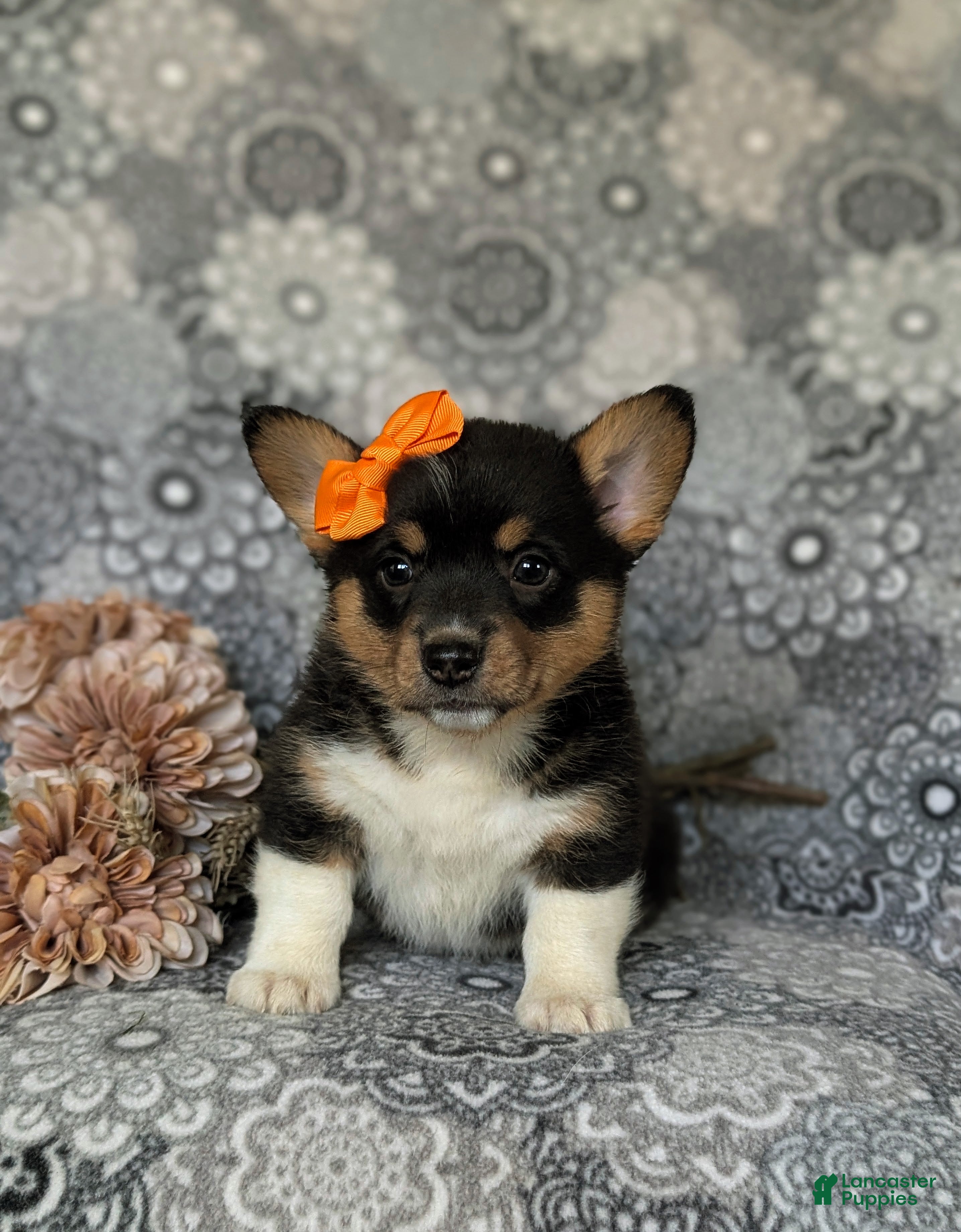 Welsh Corgi Pembroke dogs for sale: Marta AKC Registered - Ad 3