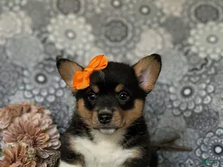 Welsh Corgi Pembroke dogs for sale: Marta AKC Registered - Ad 3
