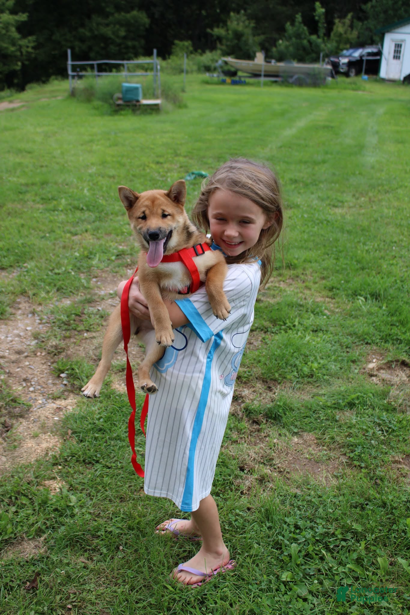Shiba Inu dogs KitKat - Ad 2