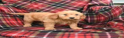 Mini Goldendoodle dogs for sale: Sandy - Ad 3