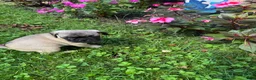 Frug dogs for sale: Frug 1 - Ad 1