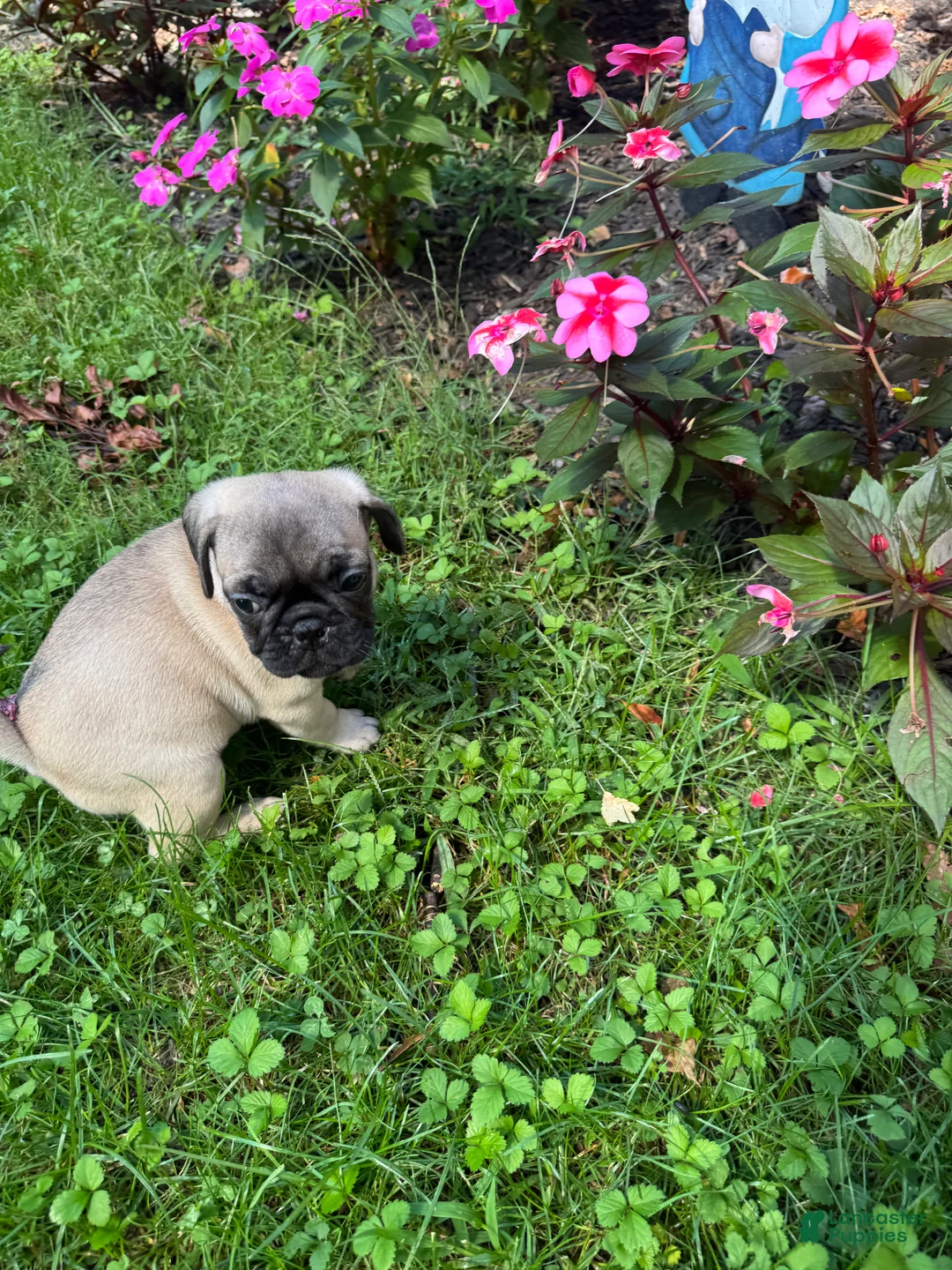 Frug dogs for sale: Frug 1 - Ad 1