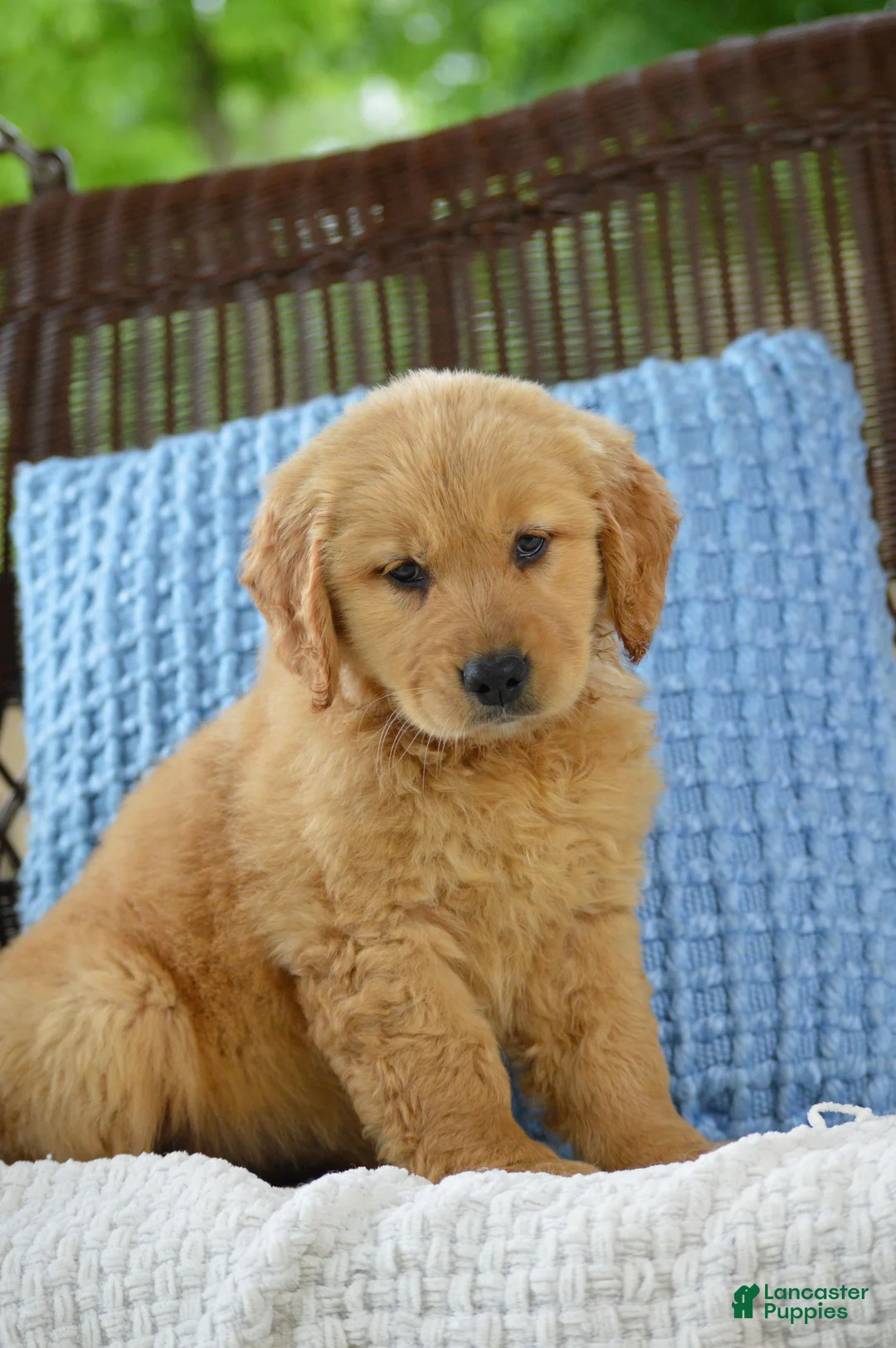 Golden Retriever dogs for sale: Lilo - Ad 1