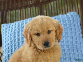 Golden Retriever dogs for sale: Lilo - Ad 3