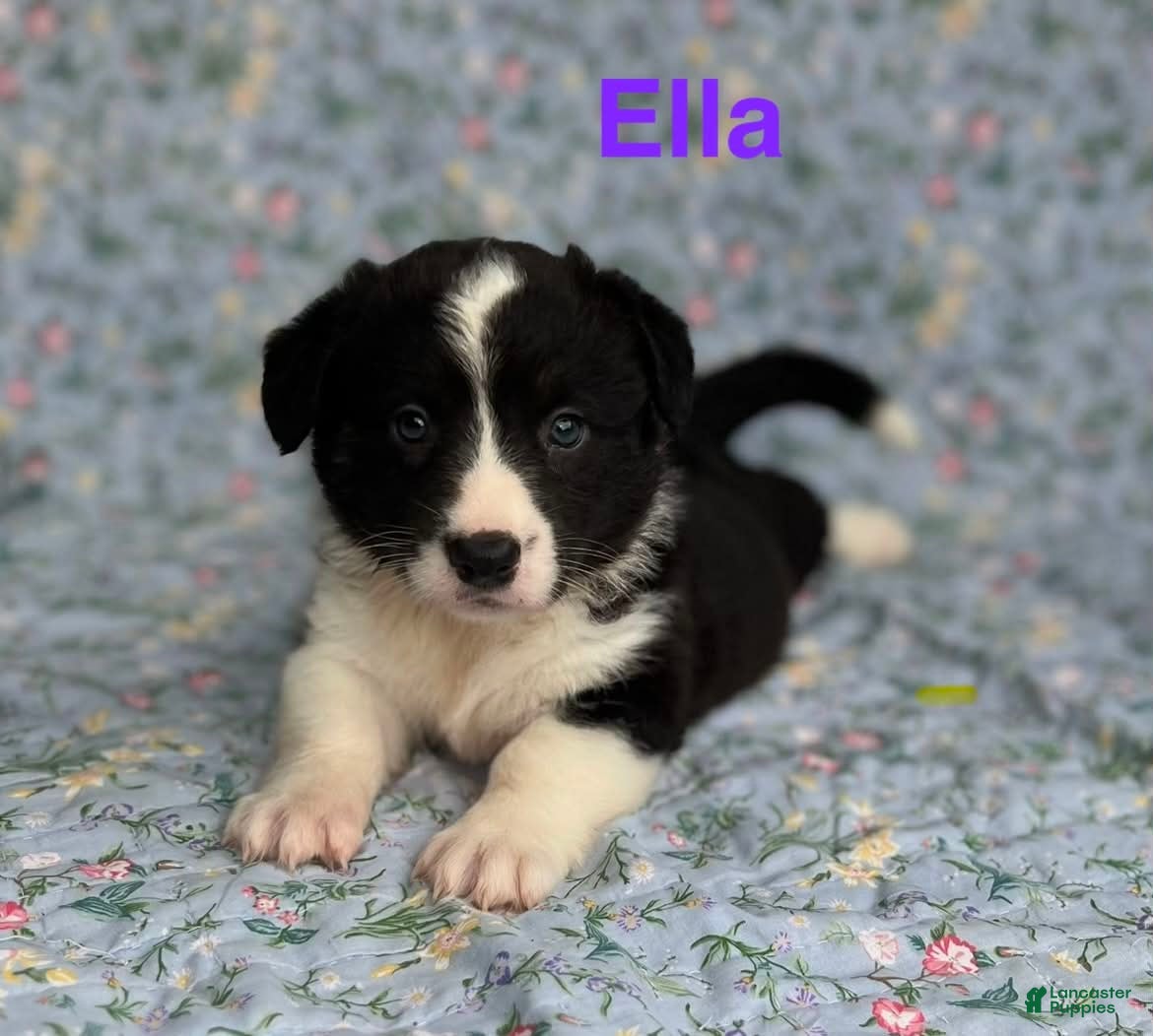 Welsh Corgi Cardigan dogs Ella - Ad 1
