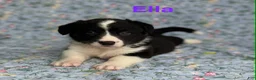 Welsh Corgi Cardigan dogs for sale: Ella - Ad 3