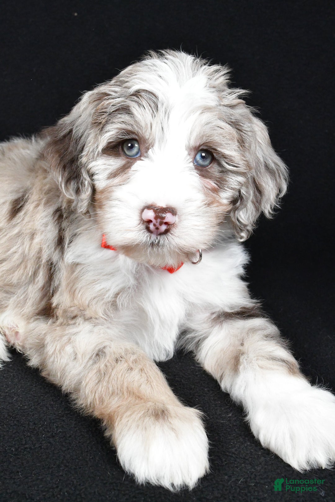Sheepadoodle dogs for sale: Connor - Ad 5