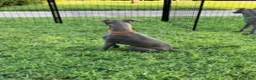 Italian Greyhound dogs for sale: Axel - Ad 9
