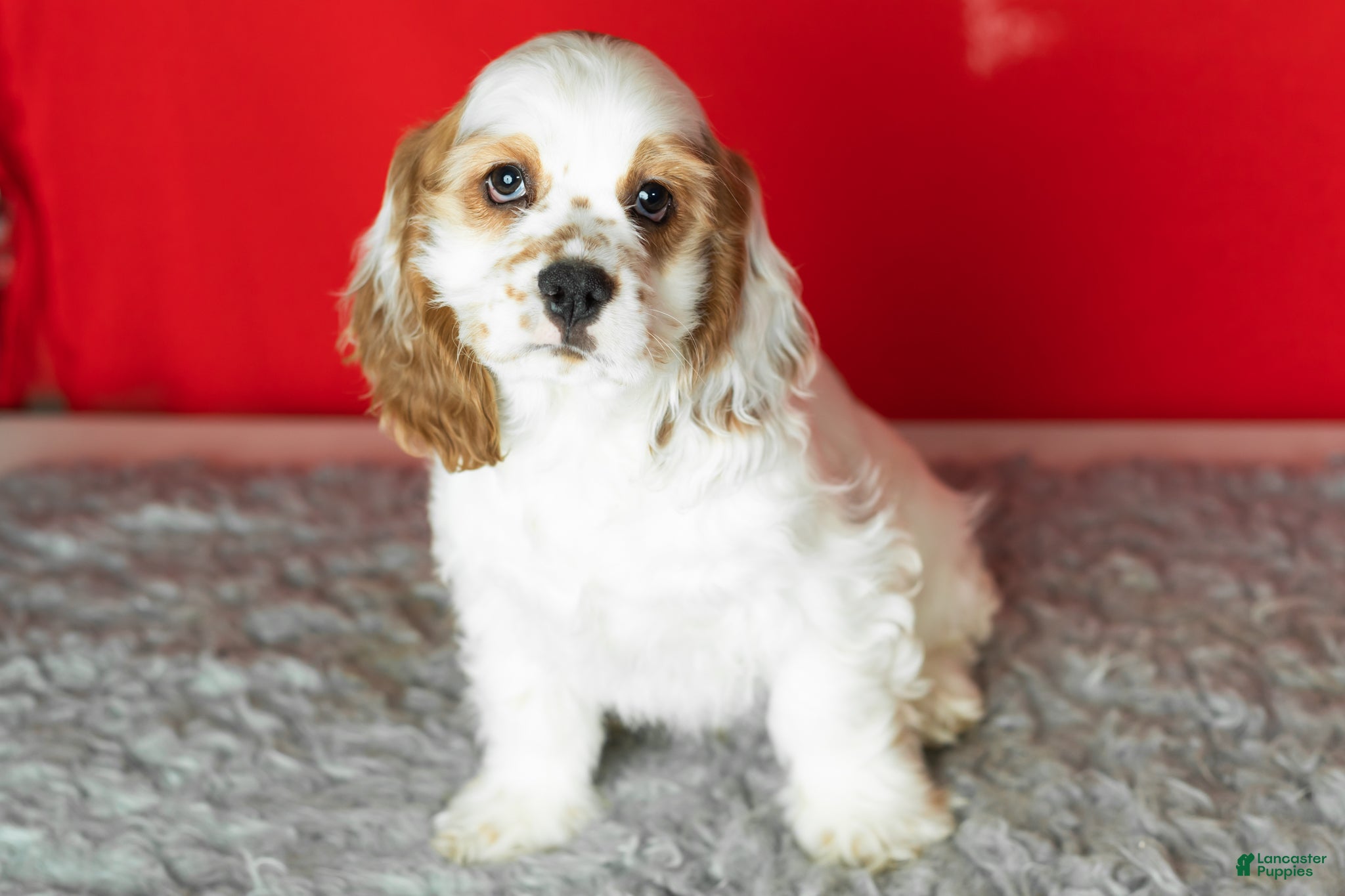 Cocker Spaniel dogs Freckles  - Ad 24