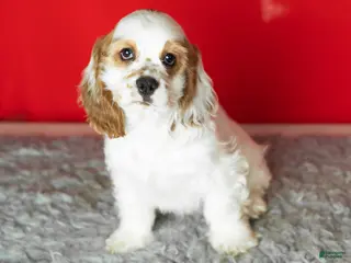 Cocker Spaniel dogs Freckles - Ad 24
