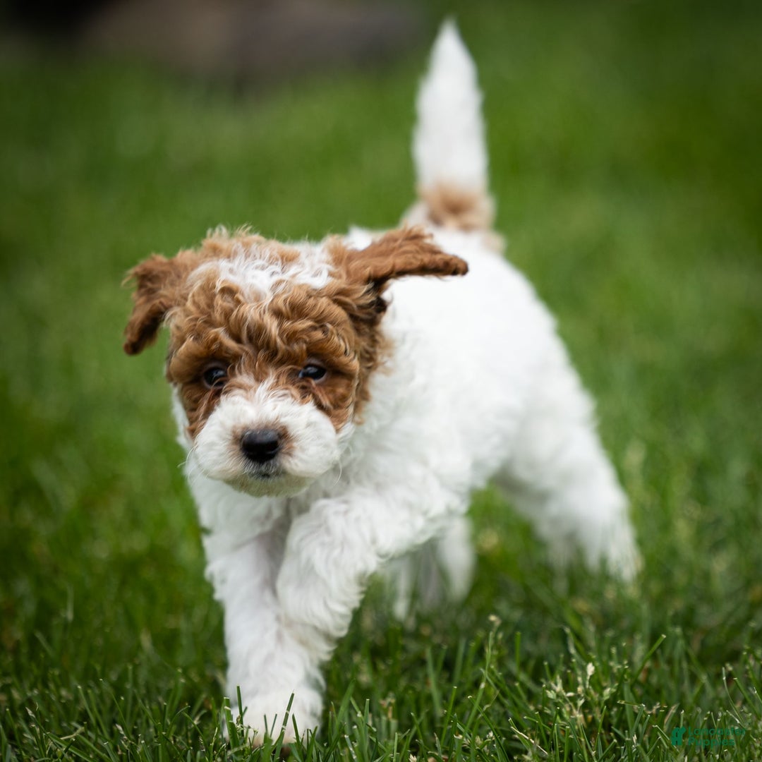 Toy Poodle dogs for sale: Rusty Scout - Ad 8