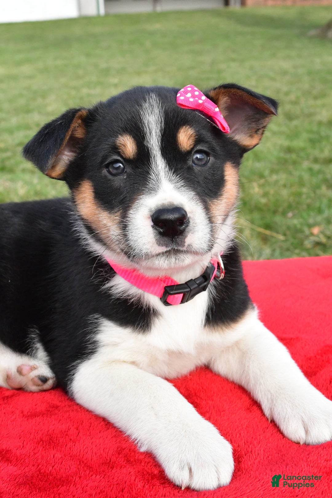 Mixed Breed dogs for sale: Molly - Ad 4