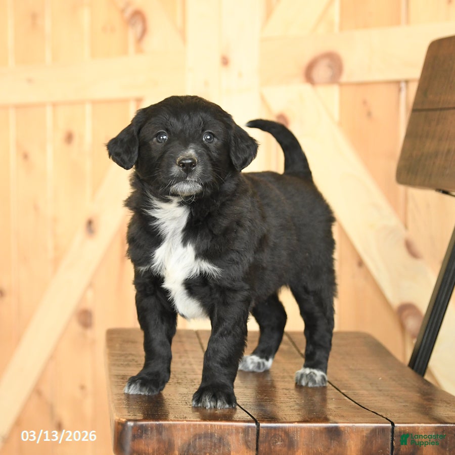 Mixed Breed dogs Ronald - Ad 1