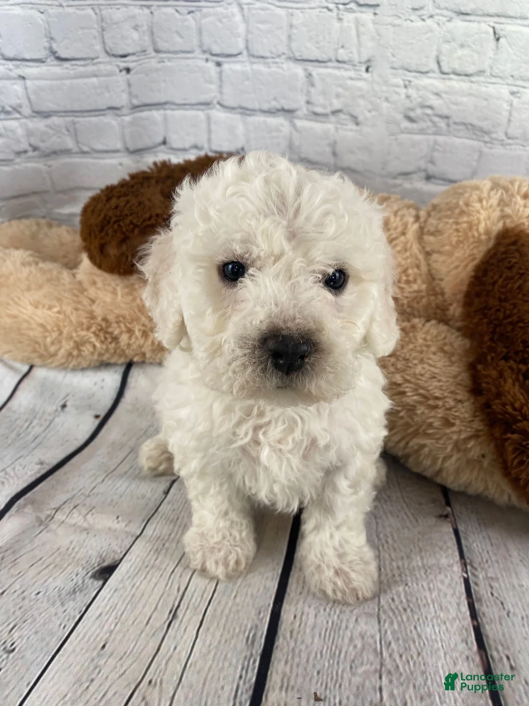 Bichon Frise dogs for sale: Ranger - Ad 5