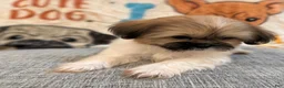 Shih Tzu dogs for sale: Lucy - Ad 9