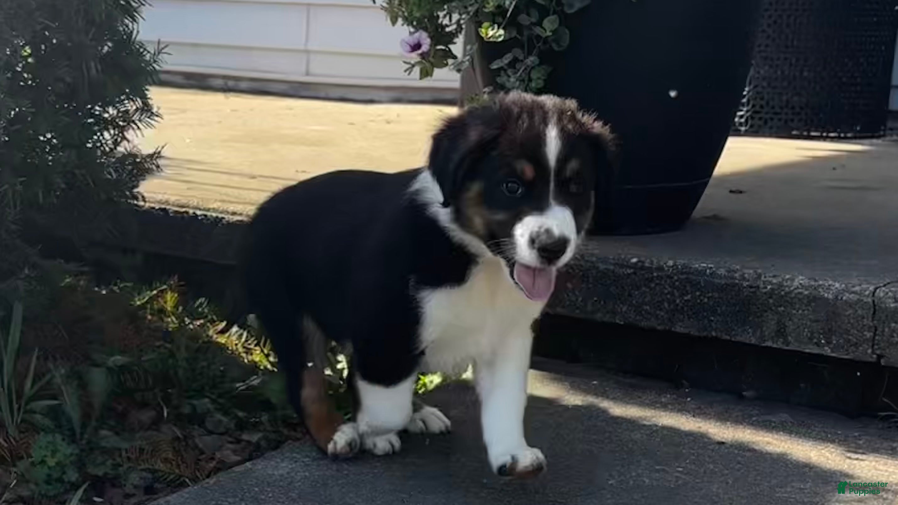 Miniature Australian Shepherd dogs #7 Bear - Ad 1