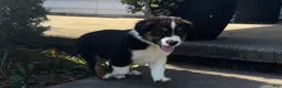 Miniature Australian Shepherd dogs for sale: #7 Bear - Ad 7