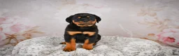 Rottweiler dogs for sale:  Sasha 🐾 - Ad 9