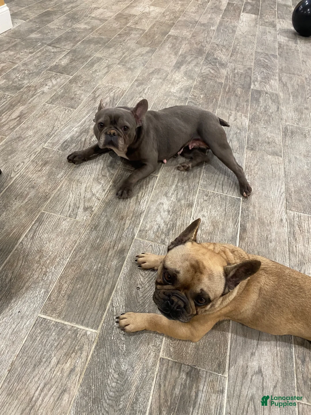 French Bulldog dogs for sale: Priscilla - Ad 3